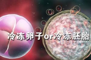 探索试管婴儿冻卵和冻胚复苏多久才能移植及两者成活率对比