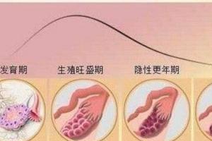 科普知识：卵巢从发育到早衰的过程