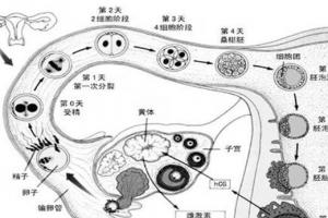 同房后12天左右能测出怀孕是比较准确的检测时间段