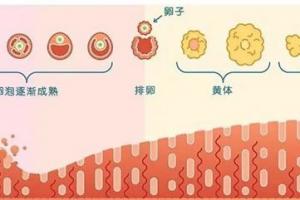 排卵期怎么算最准确-看专家讲解