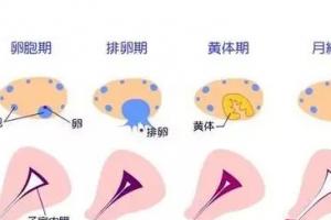 什么是卵泡期 卵泡怎么监测准