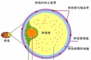 卵母细胞（卵子）的特征