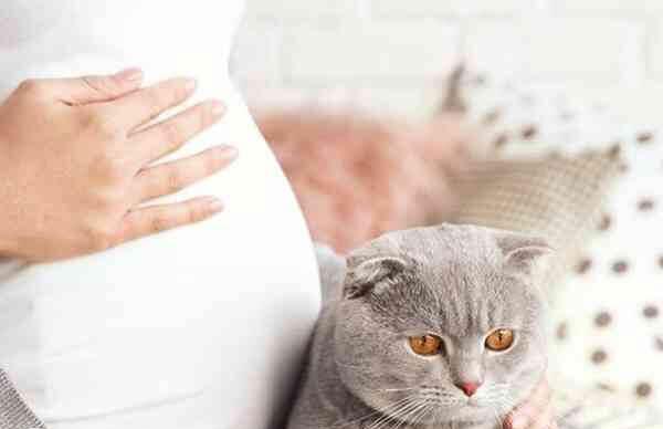 养猫的孕妇更是不是容易生男孩