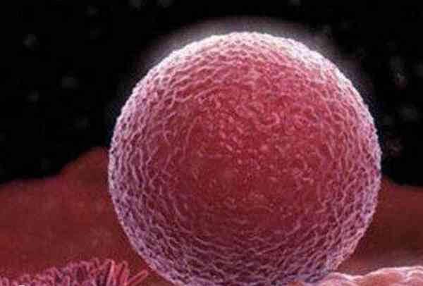 卵泡不成熟怎么调理最有效最快