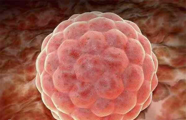 5bb的囊胚质量怎么样