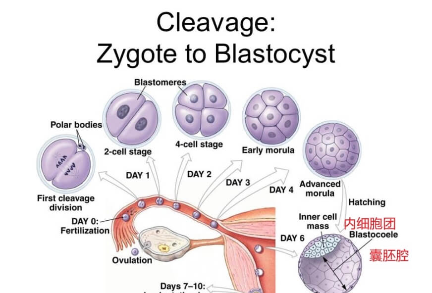 5天囊胚的着床过程是怎样的