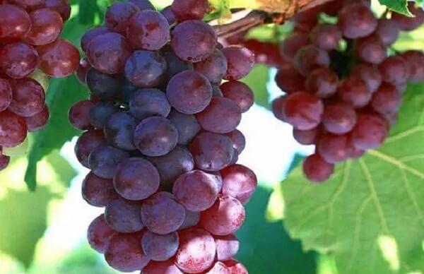 安胎之王是哪个水果