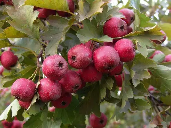 胚胎移植后为什么不能吃山楂