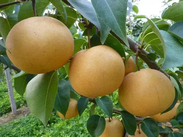 试管降调吃什么水果好