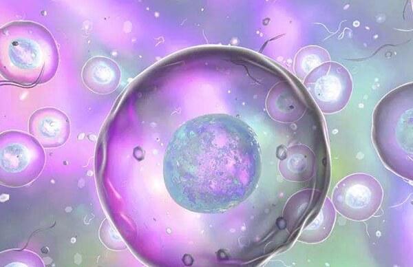 试管胚胎9c1质量怎么样