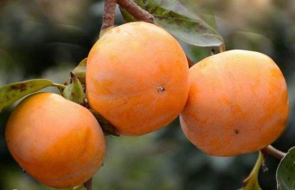 怀孕期间吃柿子有什么禁忌事项