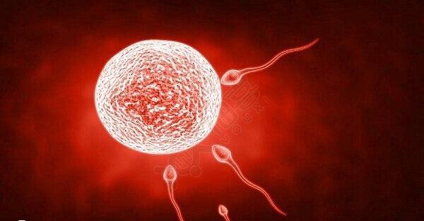 4ca囊胚质量好不好