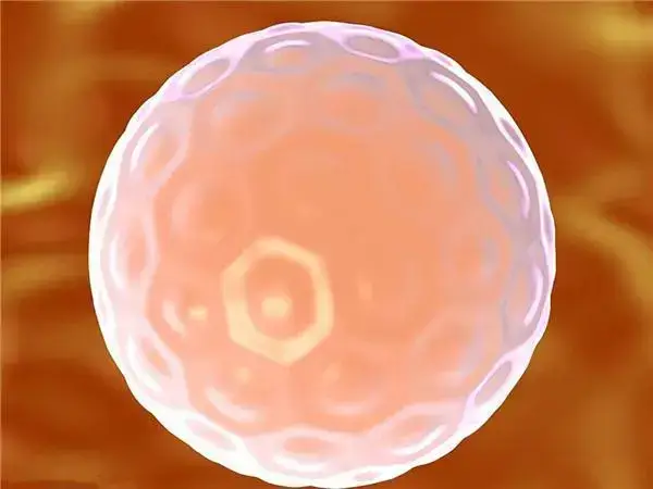 试管婴儿囊胚多少钱