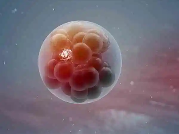 试管婴儿移植囊胚和冻胚的费用是多少钱