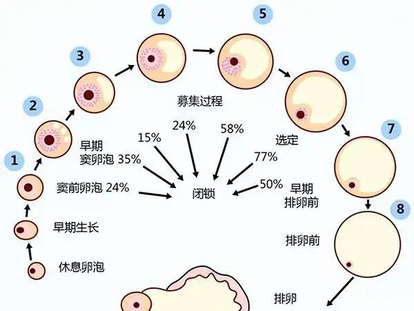 卵泡每天增长速度多少