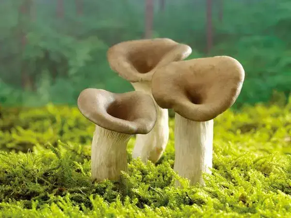 胚胎移植后能不能吃蘑菇