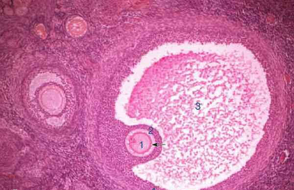 卵泡质量不好怎么调理