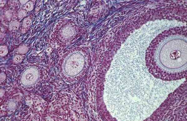 降调后卵泡只有3mm怎么促排