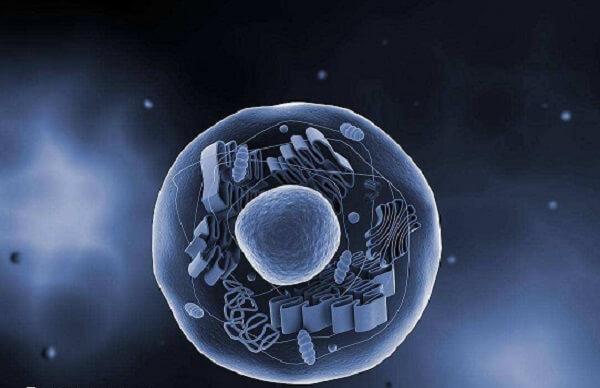 卵泡碎片率高的原因是什么