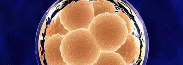 冻胚解冻失败是什么原因