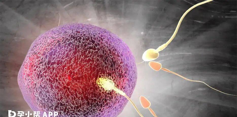 一个卵子可以接受几个精子