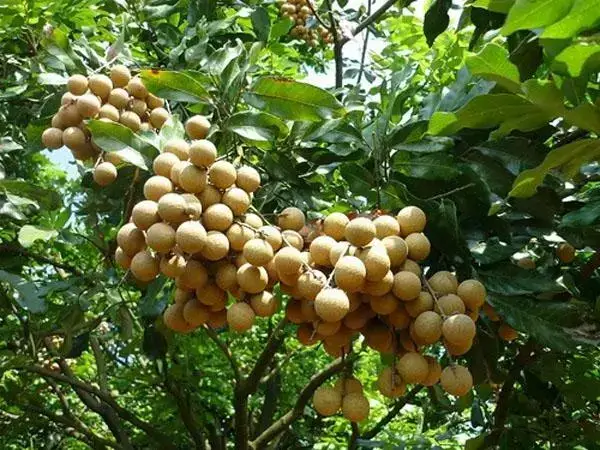 女人必吃的暖宫水果有哪些