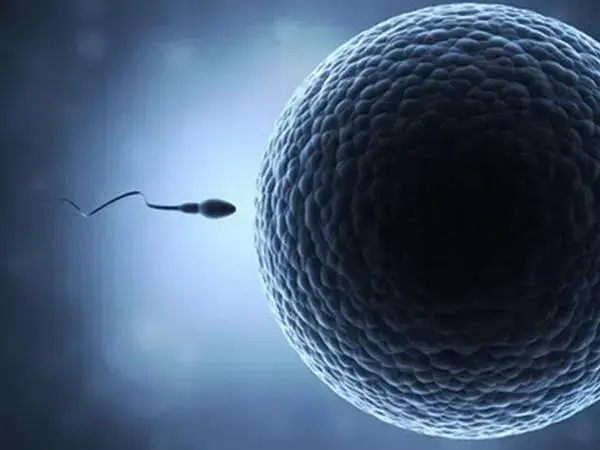 精子碎片率高适合几代试管婴儿