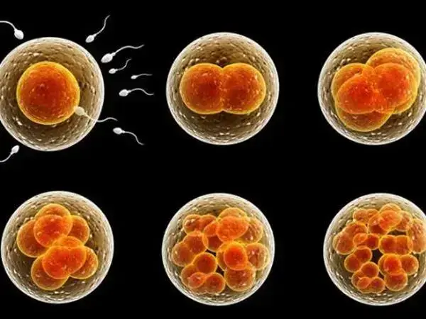 只有两个优质胚胎是移植还是养囊