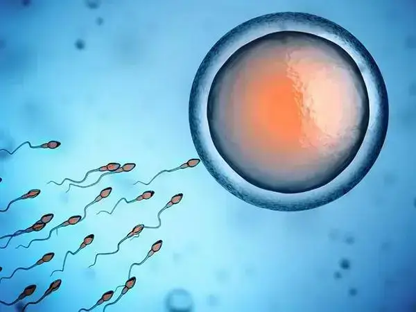 人工授精自然周期和促排的区别是什么