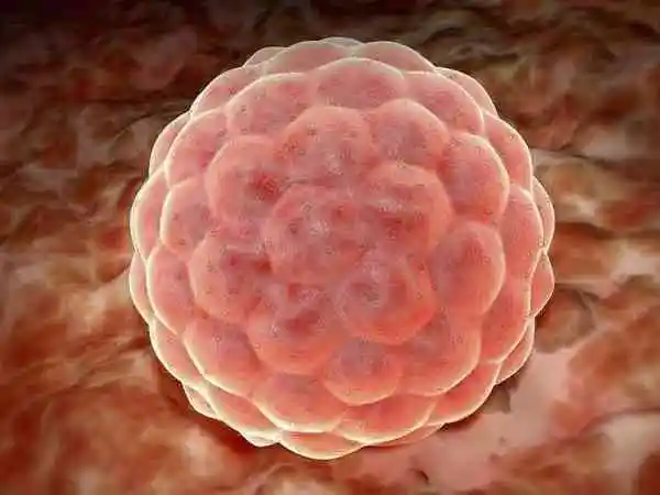 免疫系统会不会影响胚胎着床