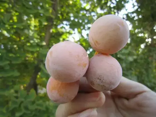 试管婴儿移植后误吃了银杏果怎么办