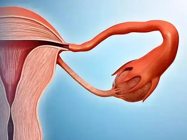 女生排卵期同房怀孕几率有多大