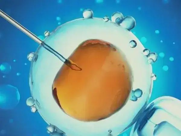鲜胚和冻胚移植哪个成功率高