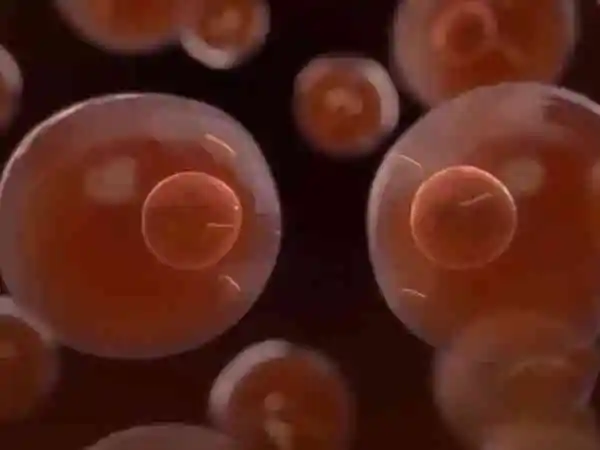 试管婴儿移植后血值低怎么回事