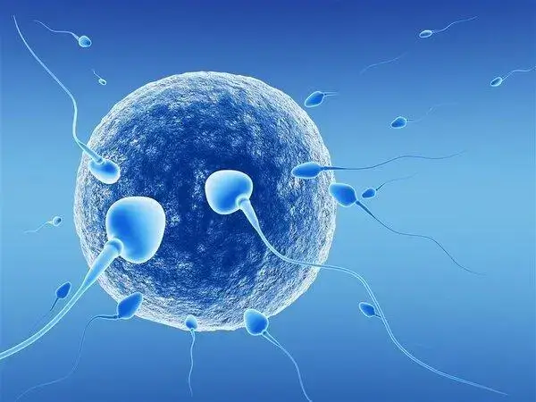 男性免疫性不育可不可以做试管婴儿