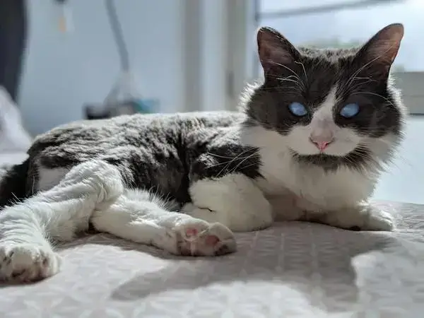 孕期养猫怎样预防弓形虫感染