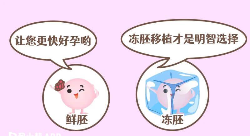 移植冻胚还是鲜胚