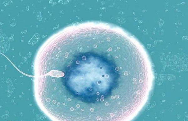 5天囊胚3bb质量怎么样