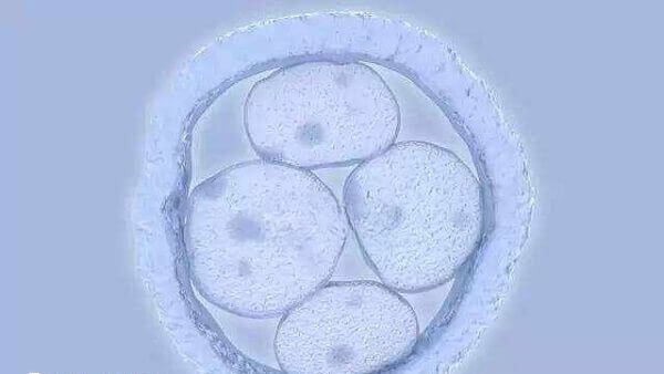 低比例嵌合的孩子生下来了健不健康
