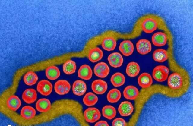 患阴囊癌做试管能不能成功