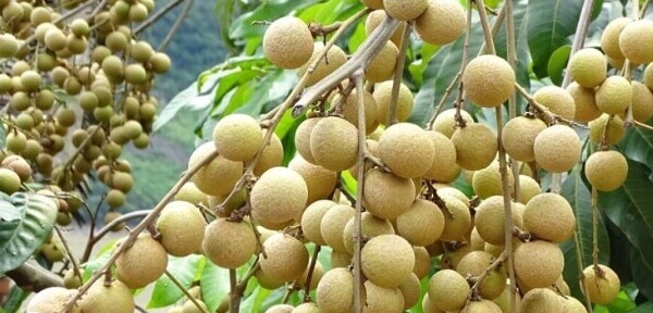 试管移植后能不能吃桂圆