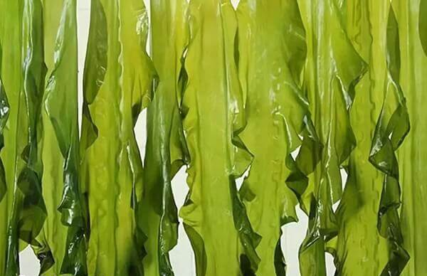 胚胎移植后吃海带对着床有没有影响