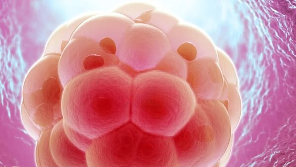 为什么二代试管养囊成功率低