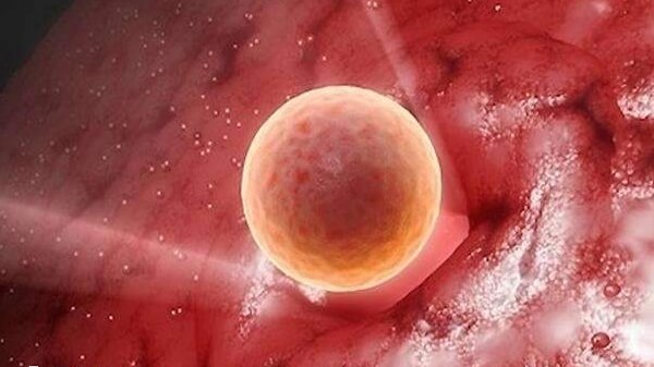 提高试管着床成功率有哪些方法