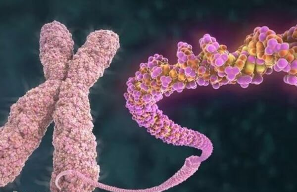 平衡易位和罗伯逊易位的区别是什么