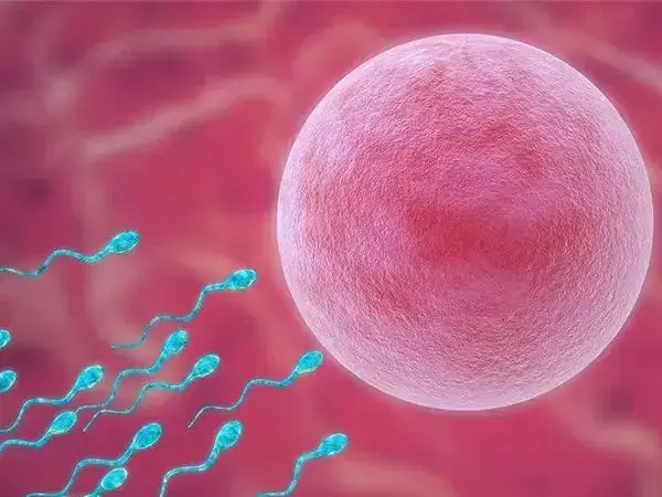 试管婴儿移植后憋尿是否会影响着床