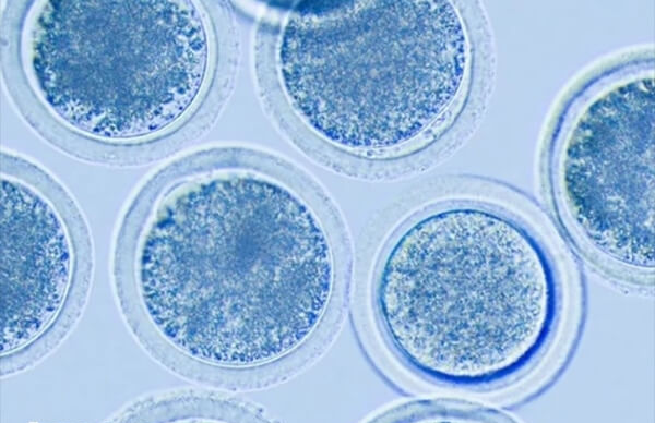 促排双胎有什么风险