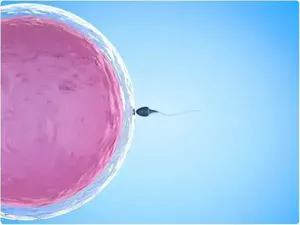 试管婴儿移植后乳晕变大是不是着床了