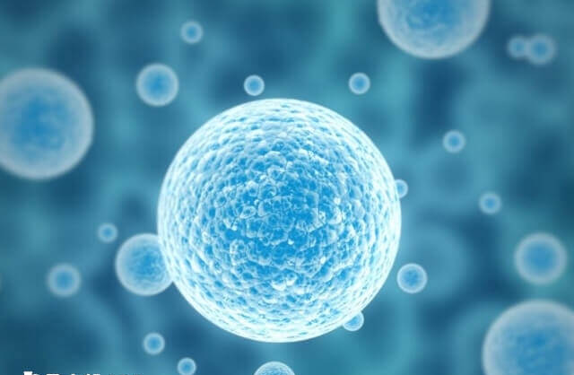 冻胚能不能养成囊胚